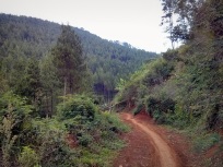 Trek di hutan menuju Moko Daweung