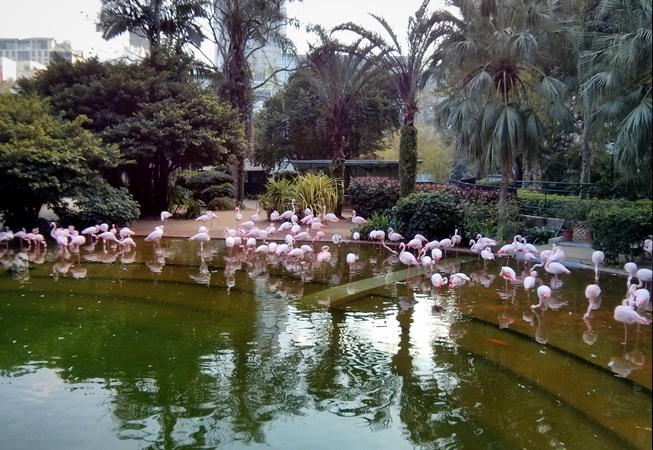 Kolam Flamingo